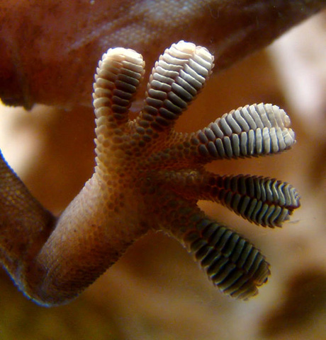 Close-up of the underside of a gecko's foot as it walks on a glass wall. Van der Waals force interactions: between the finely divided setae (hairs on the toes) and the glass enables the gecko to stay in place and walk on the seemingly smooth glass. Photograph by Bjørn Christian Tørrissen from Wikipedia